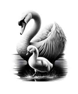 Swan and Cygnet - Digital Art | PNG, JPEG & SVG | Instant Download for Apparel, Décor and Wall Art